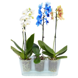 Orchideentopf TRIOLA glas
